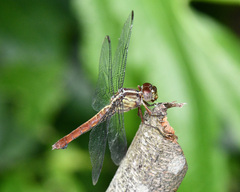 Orthemis discolor