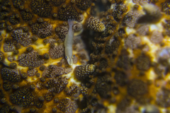 Zenopontonia soror