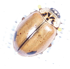 Aphidecta obliterata