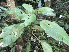 Dendrocnide meyeniana