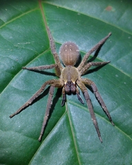 Phoneutria boliviensis