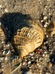 Chione elevata
