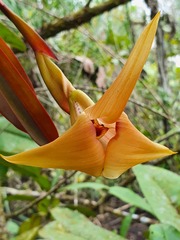Maxillaria erikae
