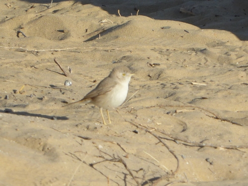 Curruca enana (Curruca nana)