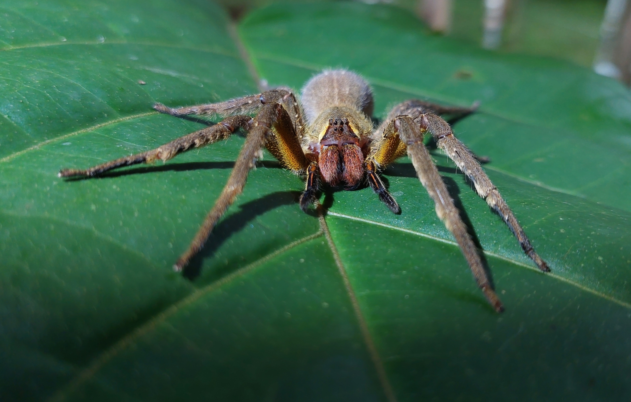 Phoneutria boliviensis (F.O.Pickard-Cambridge, 1897)