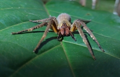 Phoneutria boliviensis