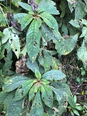 Rhynchotechum discolor