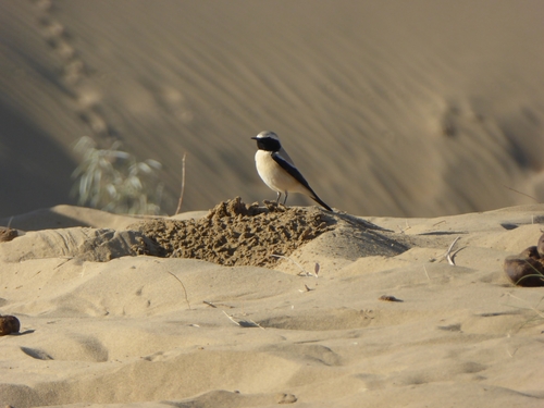 Collalba desértica (Oenanthe deserti)