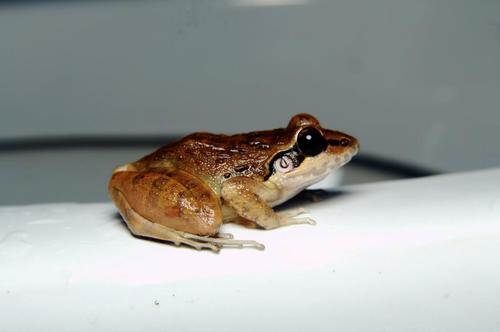 Indirana semipalmata