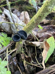 Plectania rhytidia
