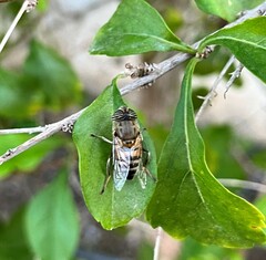 Eristalinus
