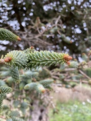 Abies pinsapo