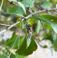 Eristalinus
