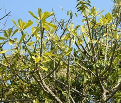 Euphorbia nivulia