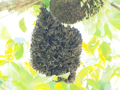Apoica