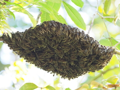 Apoica