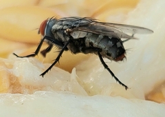 Sarcophaginae