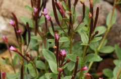Epilobium anagallidifolium