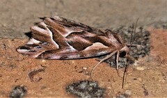 Clytoscopa iorrhoda