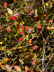 Vaccinium elliottii