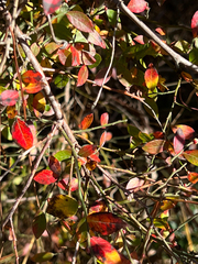 Vaccinium elliottii