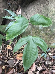 Tectaria polymorpha