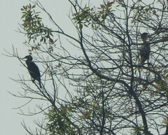 Phalacrocorax fuscicollis