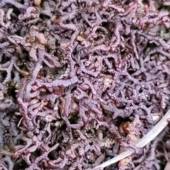 Frullania tamarisci
