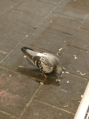 Columba livia domestica