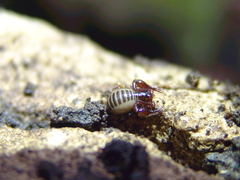 Neobisium