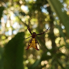 Micrathena fissispina