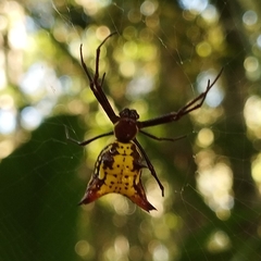Micrathena fissispina