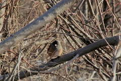 Junco hyemalis mearnsi