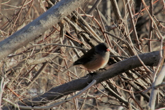 Junco hyemalis mearnsi