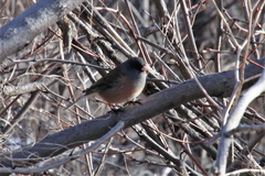 Junco hyemalis mearnsi