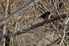 Junco hyemalis mearnsi