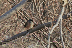 Junco hyemalis mearnsi