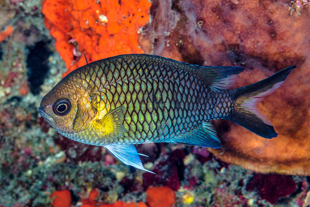 Striped-Tail Puller