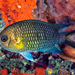 Yellow-axil Chromis - Photo (c) Francois Libert, some rights reserved (CC BY-NC), uploaded by Francois Libert