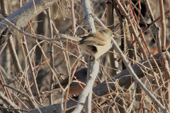 Junco hyemalis mearnsi