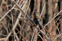 Junco hyemalis mearnsi