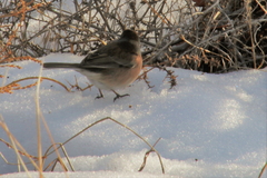 Junco hyemalis mearnsi