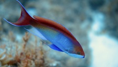 Pseudanthias cooperi
