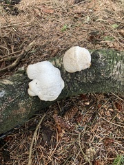 Fomitopsis betulina