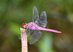 Orthemis discolor