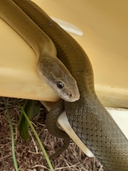 Lycodonomorphus inornatus