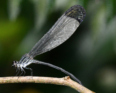 Polythore derivata