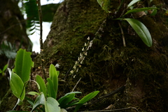 Stelis superbiens