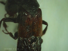 Staphylinini