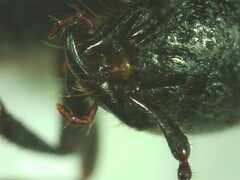 Staphylinini